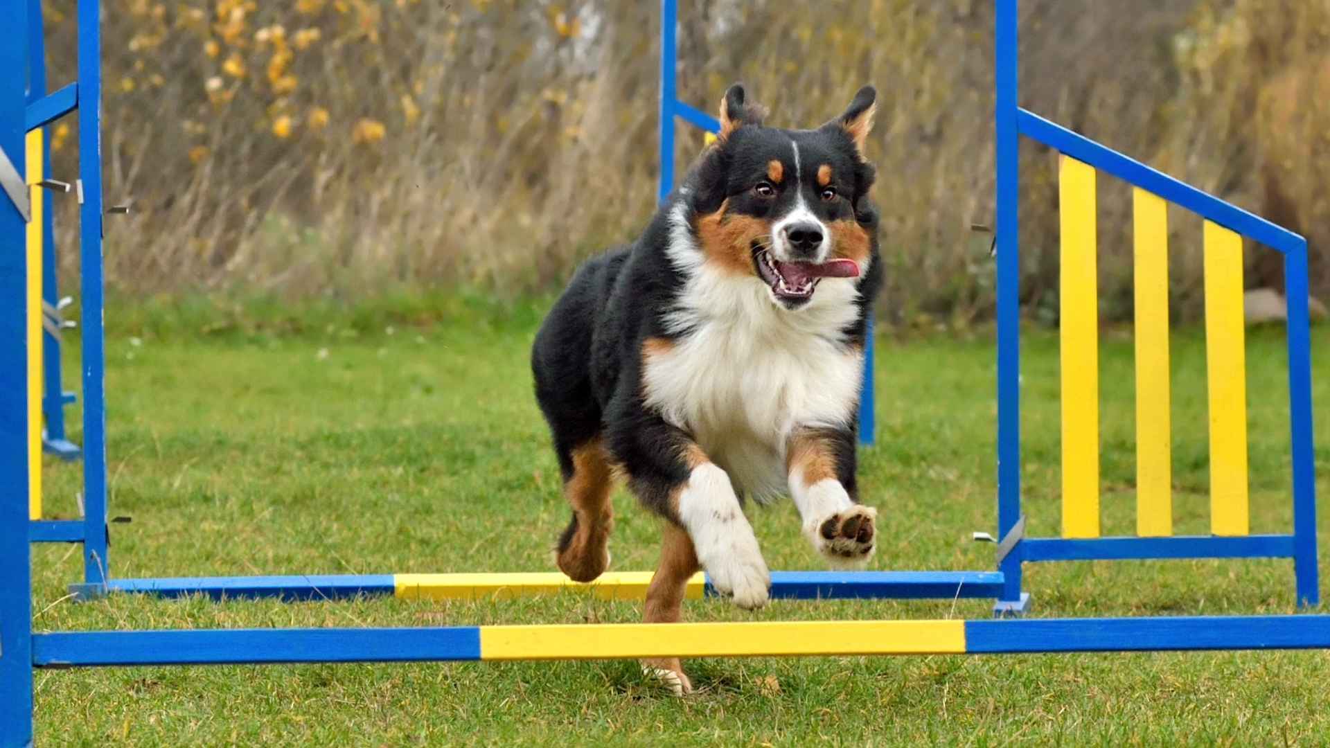 9 Dog Breeds that Excel in Agility Sports and Fun Competitions