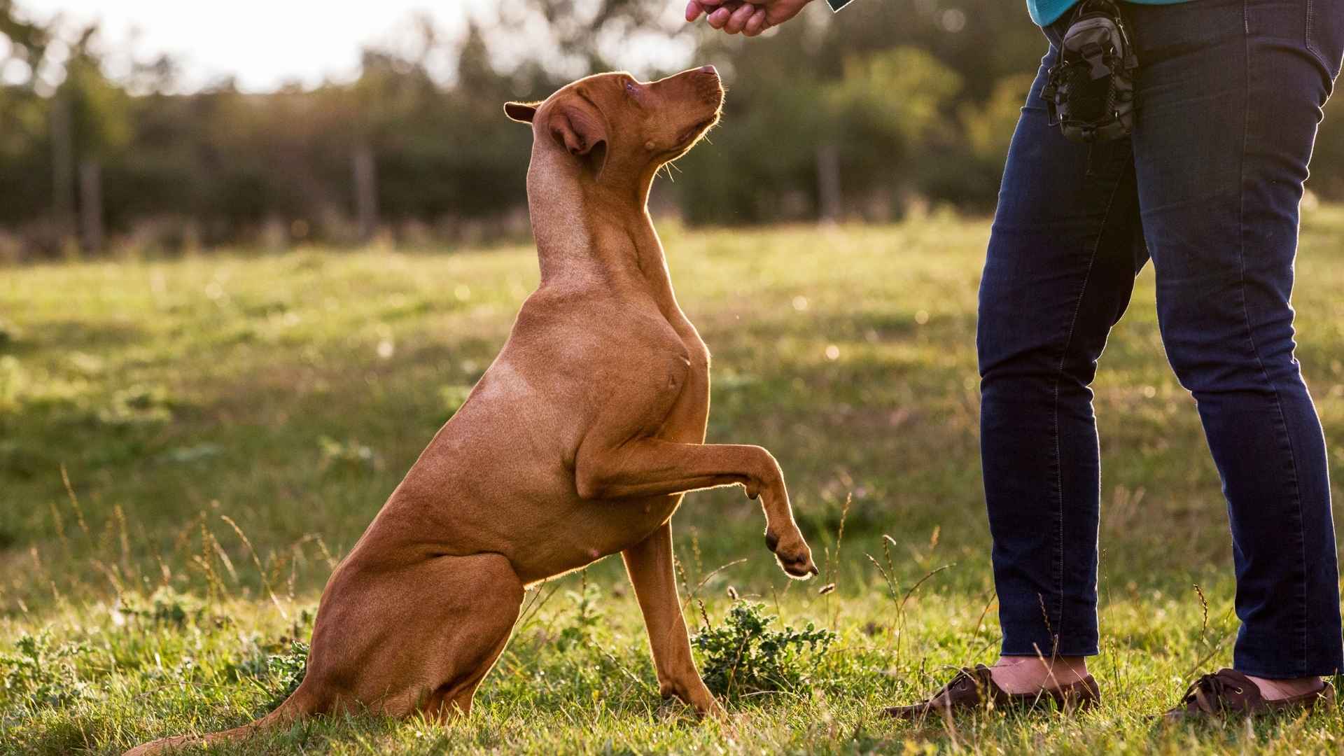 9 Dog Breeds that Excel in Obedience and are Easy to Train