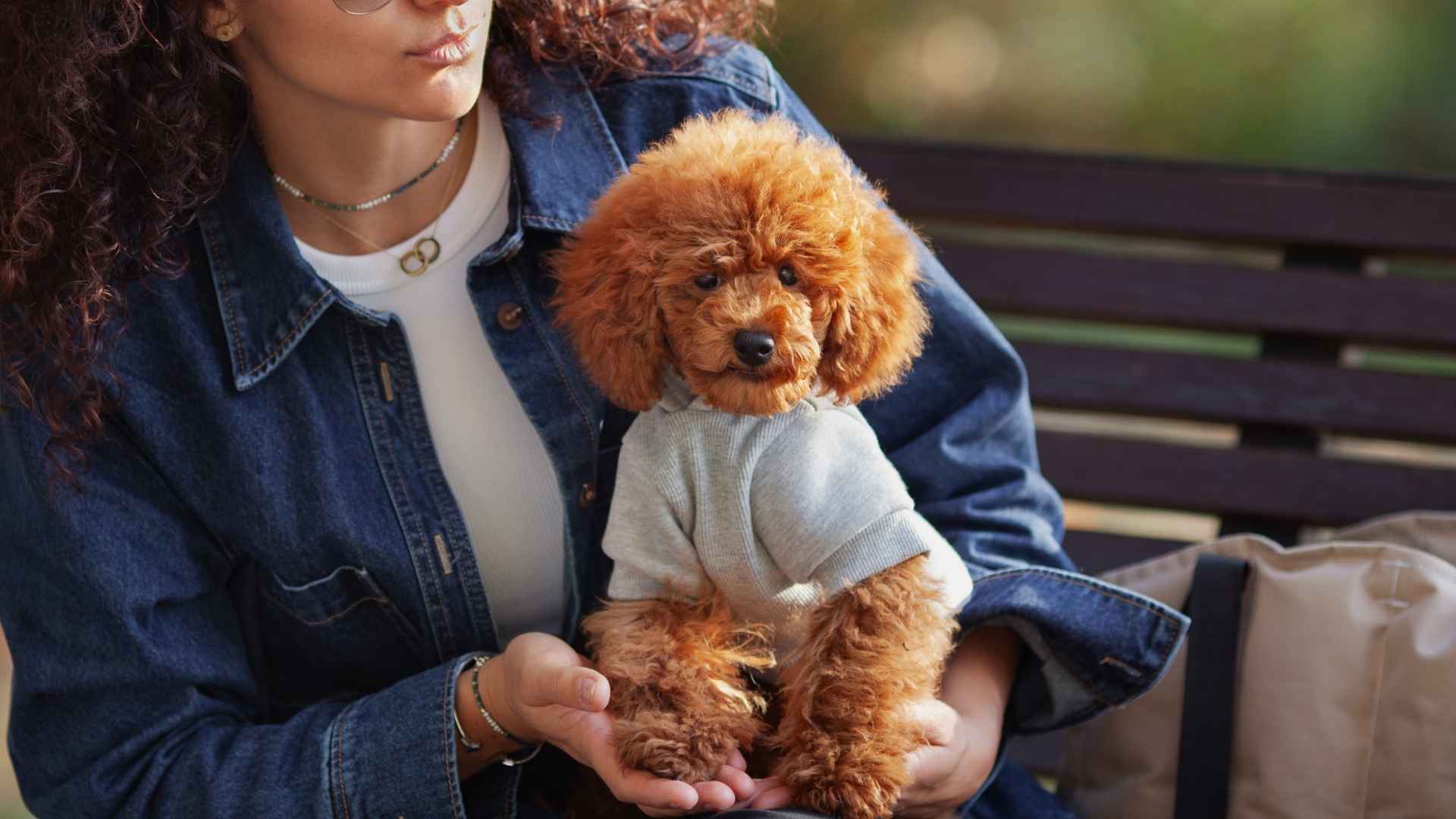 9 Dog Breeds that Never Outgrow Puppy Stage and Stay Forever Young
