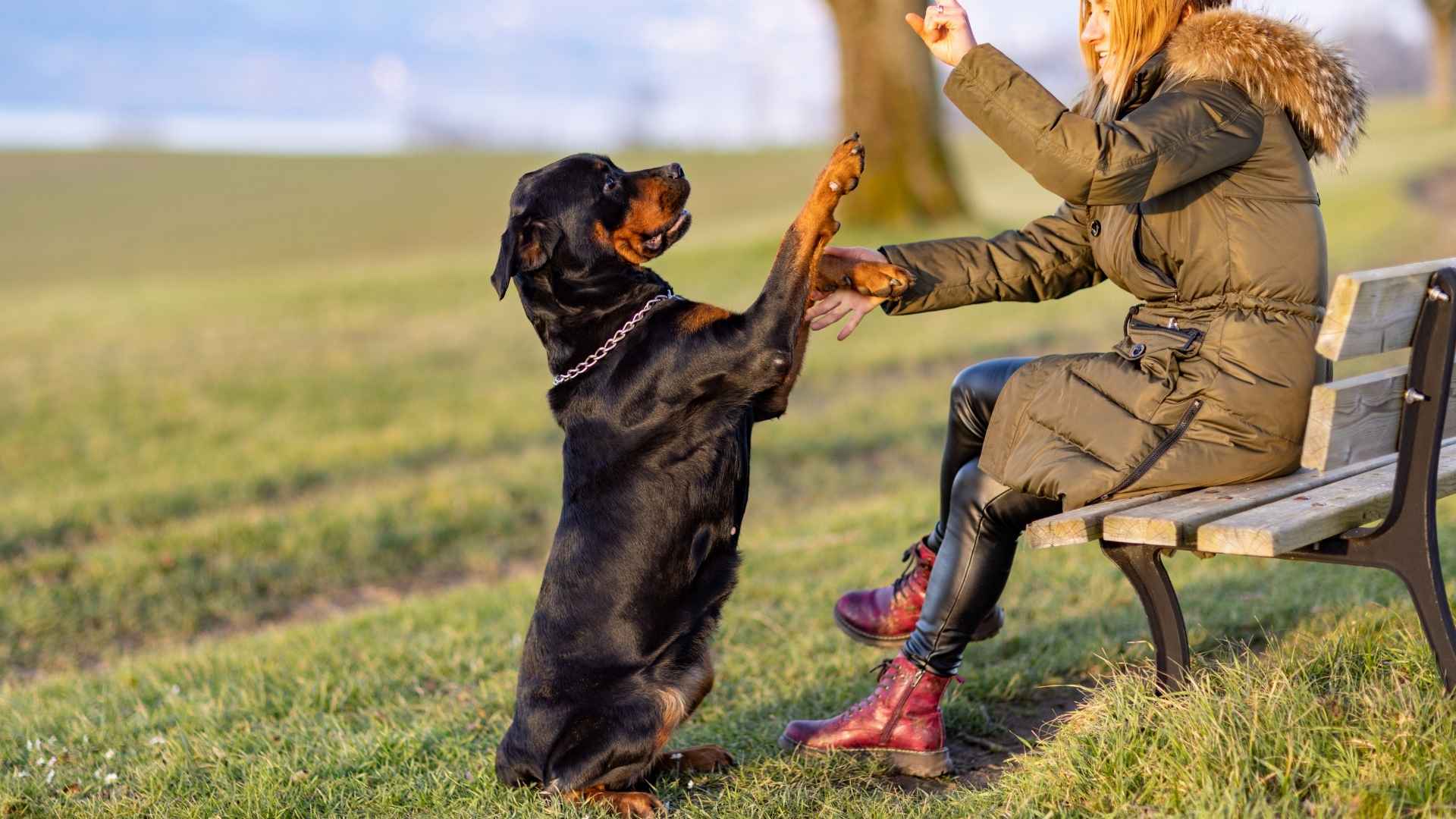 9 Dog Breeds that Respond Well to Hand Signals (And Why They’re So Good at It)
