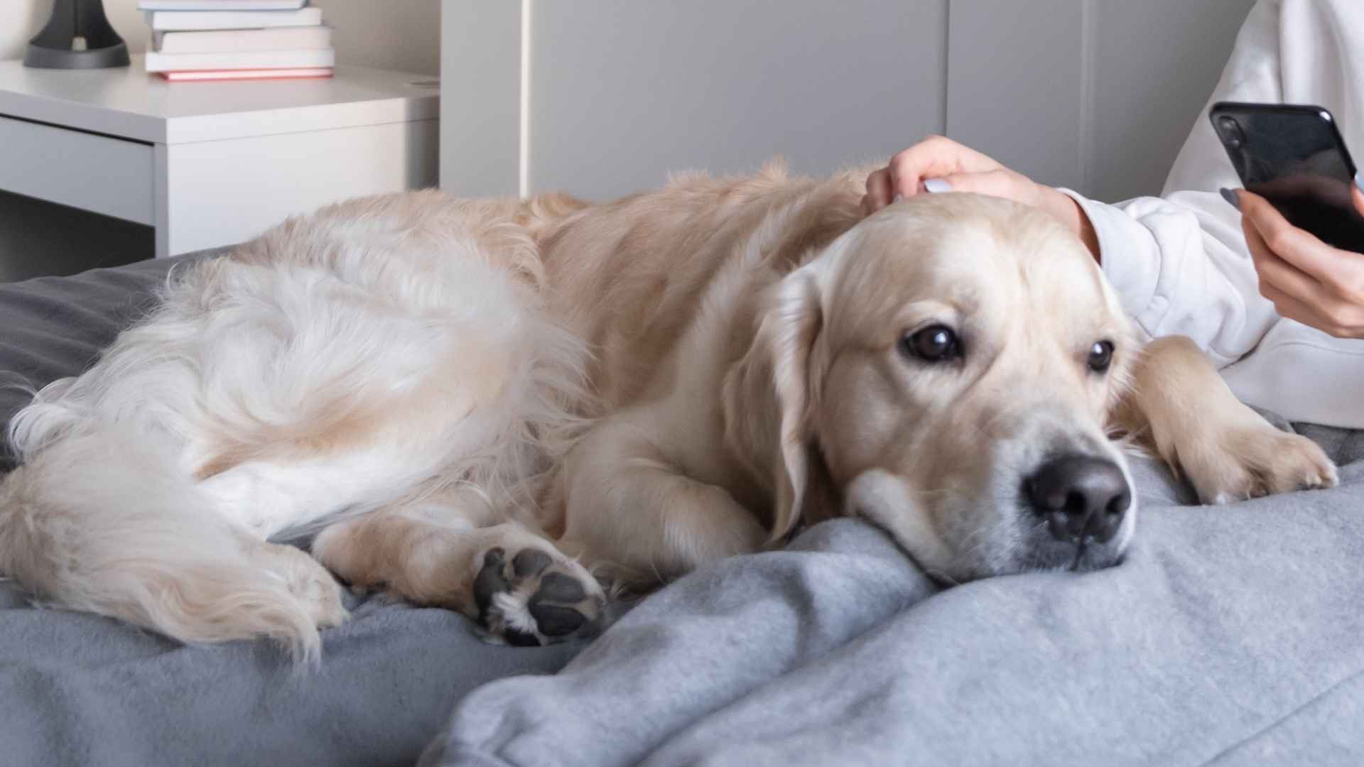9 Dog Breeds that Suffer from FOMO and Don’t Like Missing Out