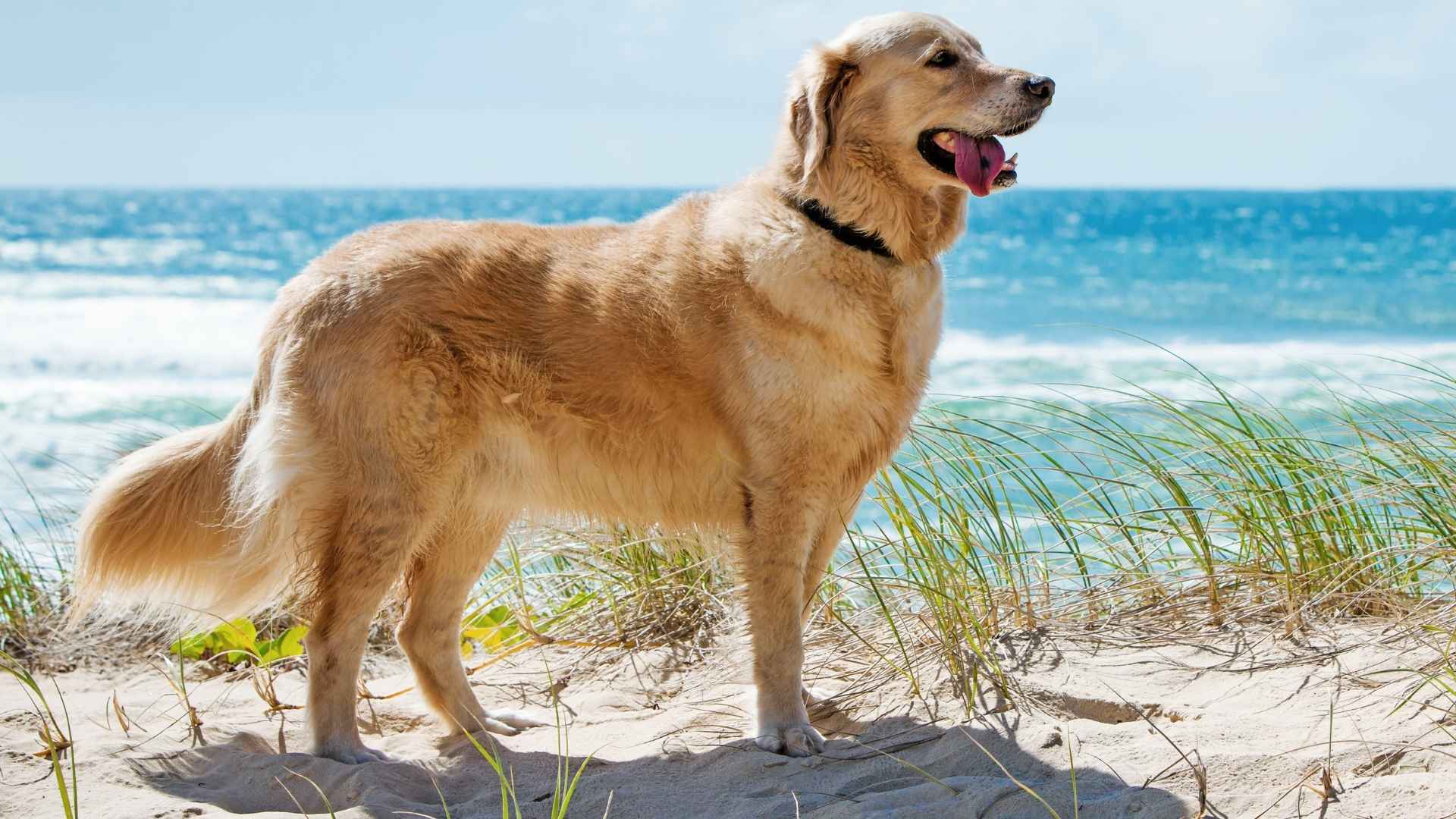 9 Dog Breeds that Thrive in Hot Weather: Perfect for Sunny Days