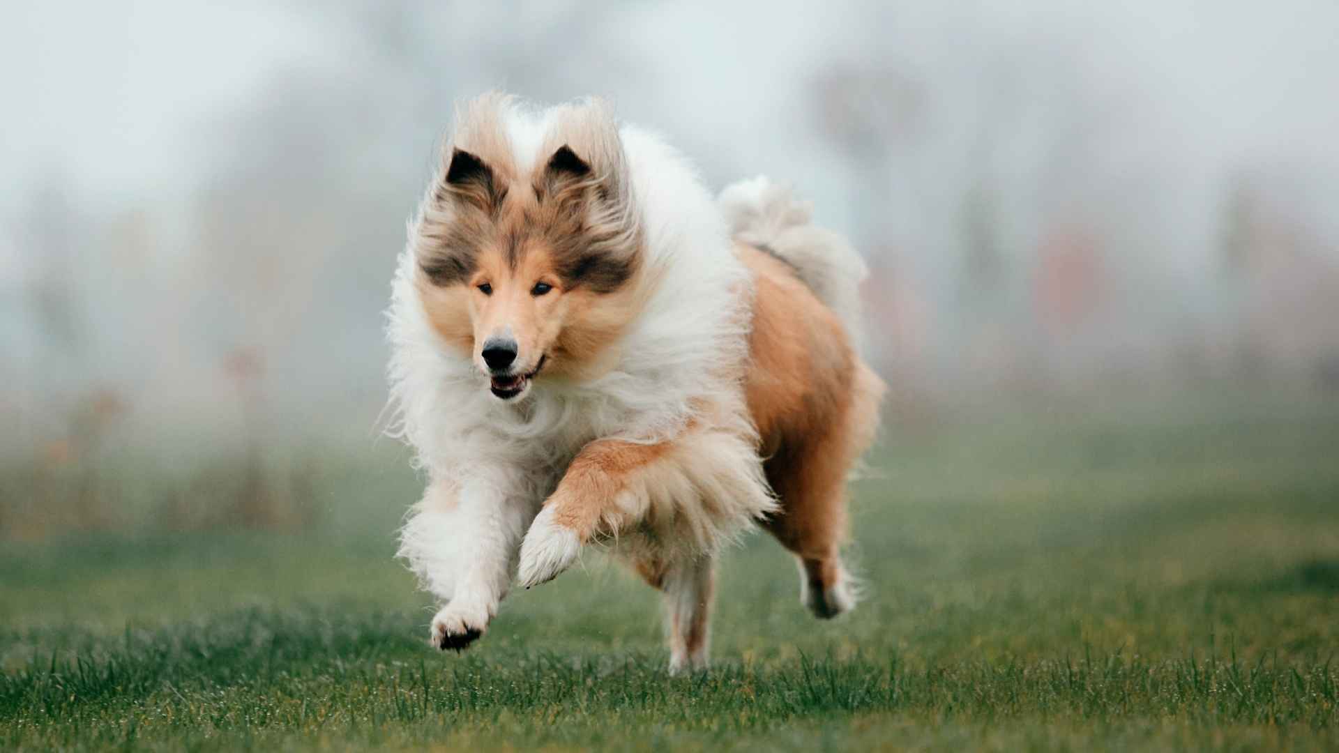 9 Dog Breeds that are Natural Athletes With Speed, Strength & Stamina