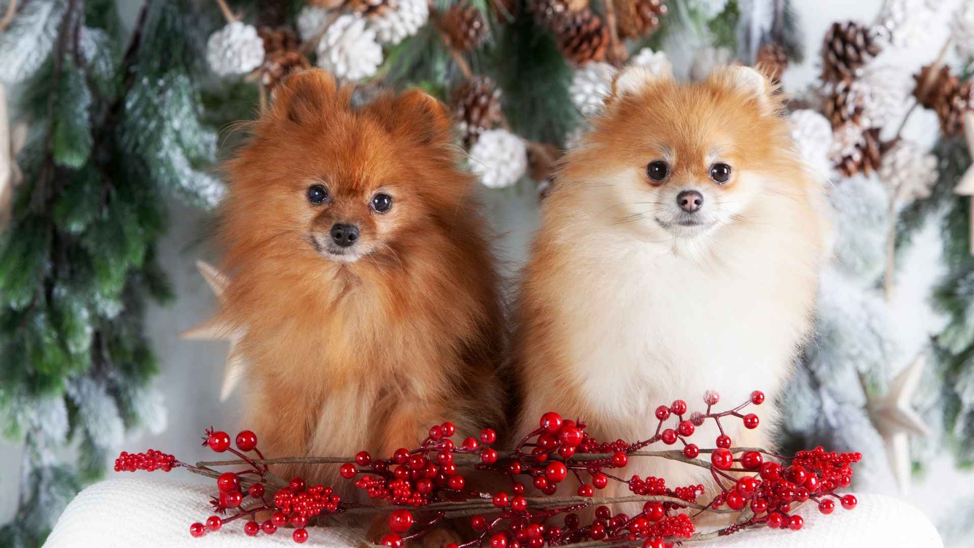9 Dog Breeds with Personalities That Steal the Show
