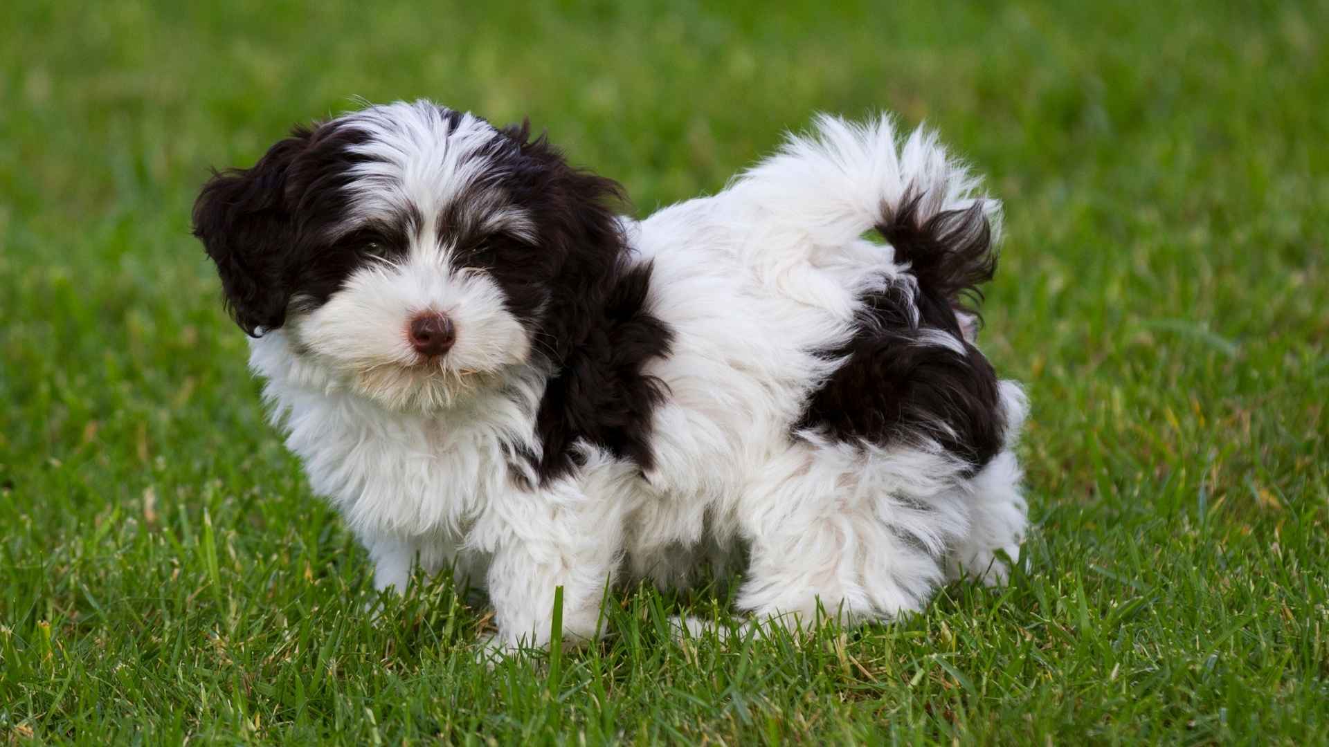 9 Dog Breeds with Super Soft Paws That Feel Like Velvet