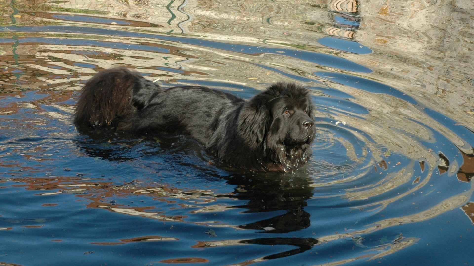 9 Dog Breeds with Water-Resistant Coats: The Great Swimmers