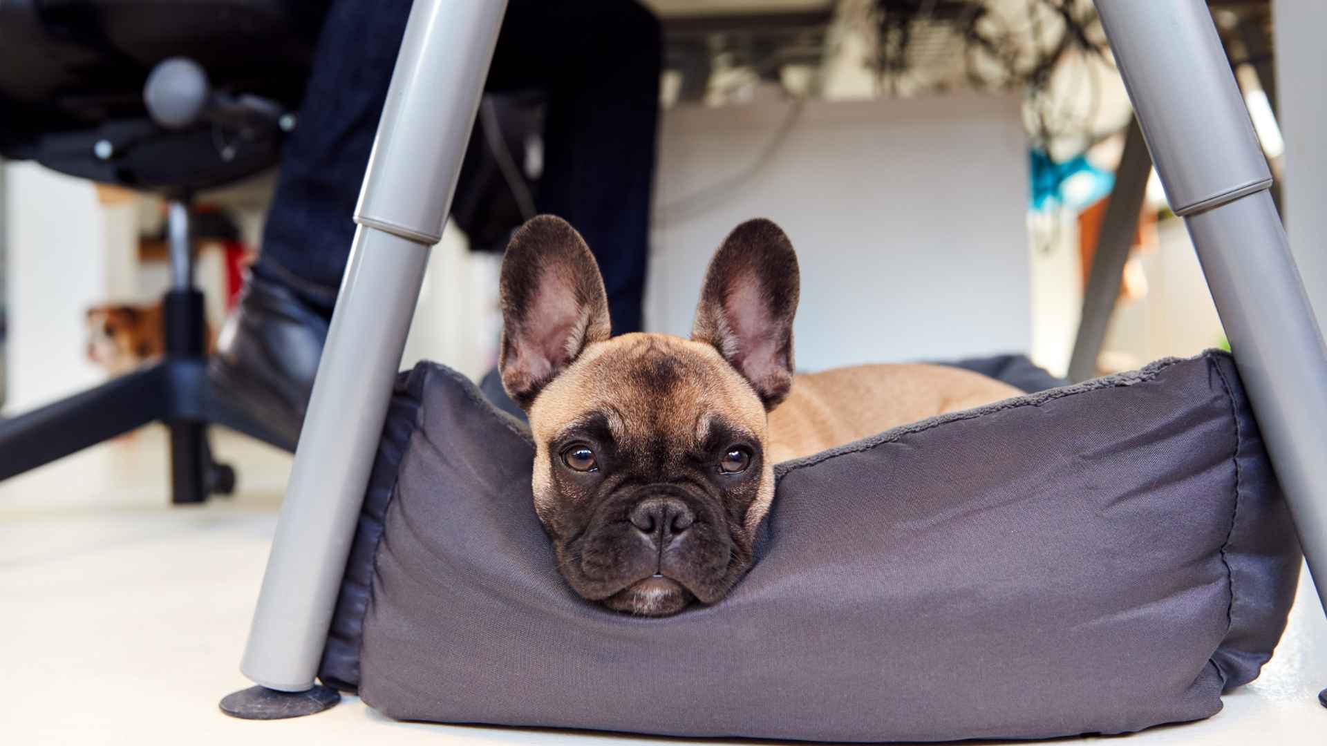 9 Dog breeds for shift workers: The Independent Pups