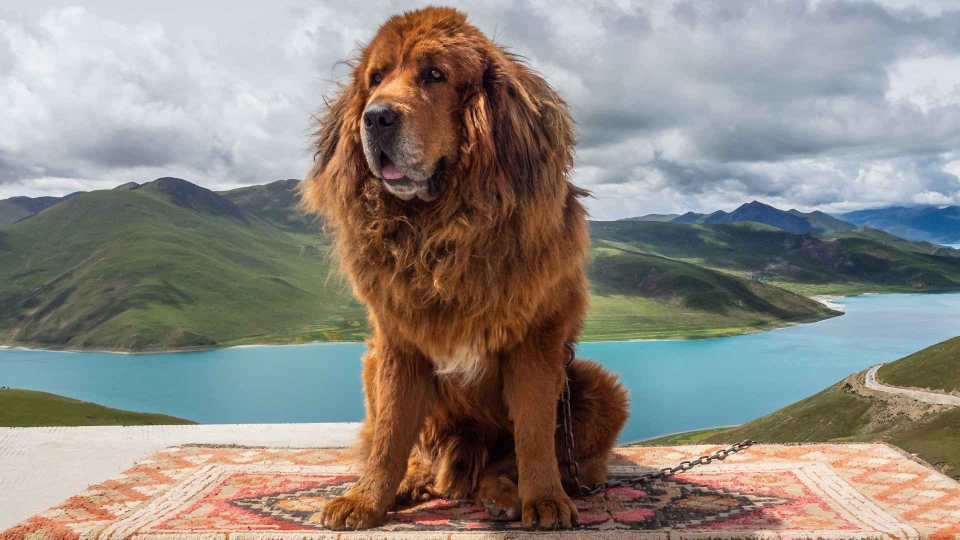 9 Dogs with Cultural Significance and Historical Heritage