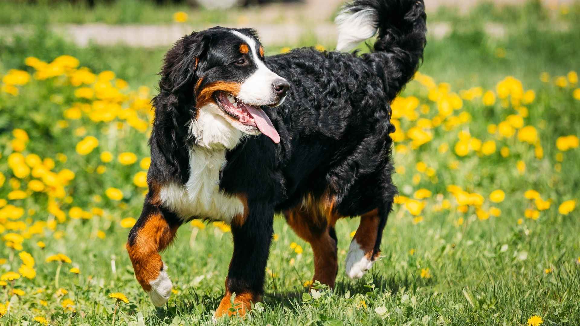 9 Double-Coated Dog Breeds That Will Melt Your Heart (and Keep You Warm!)