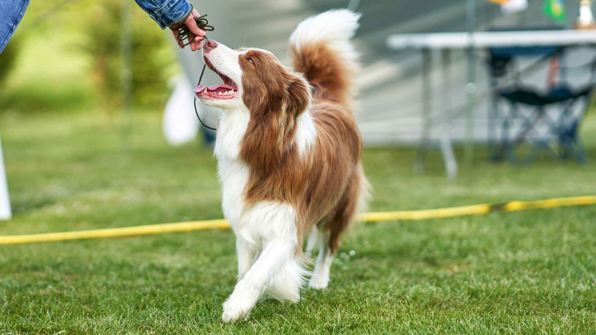 9 Eager Dog Breeds That Live to Learn