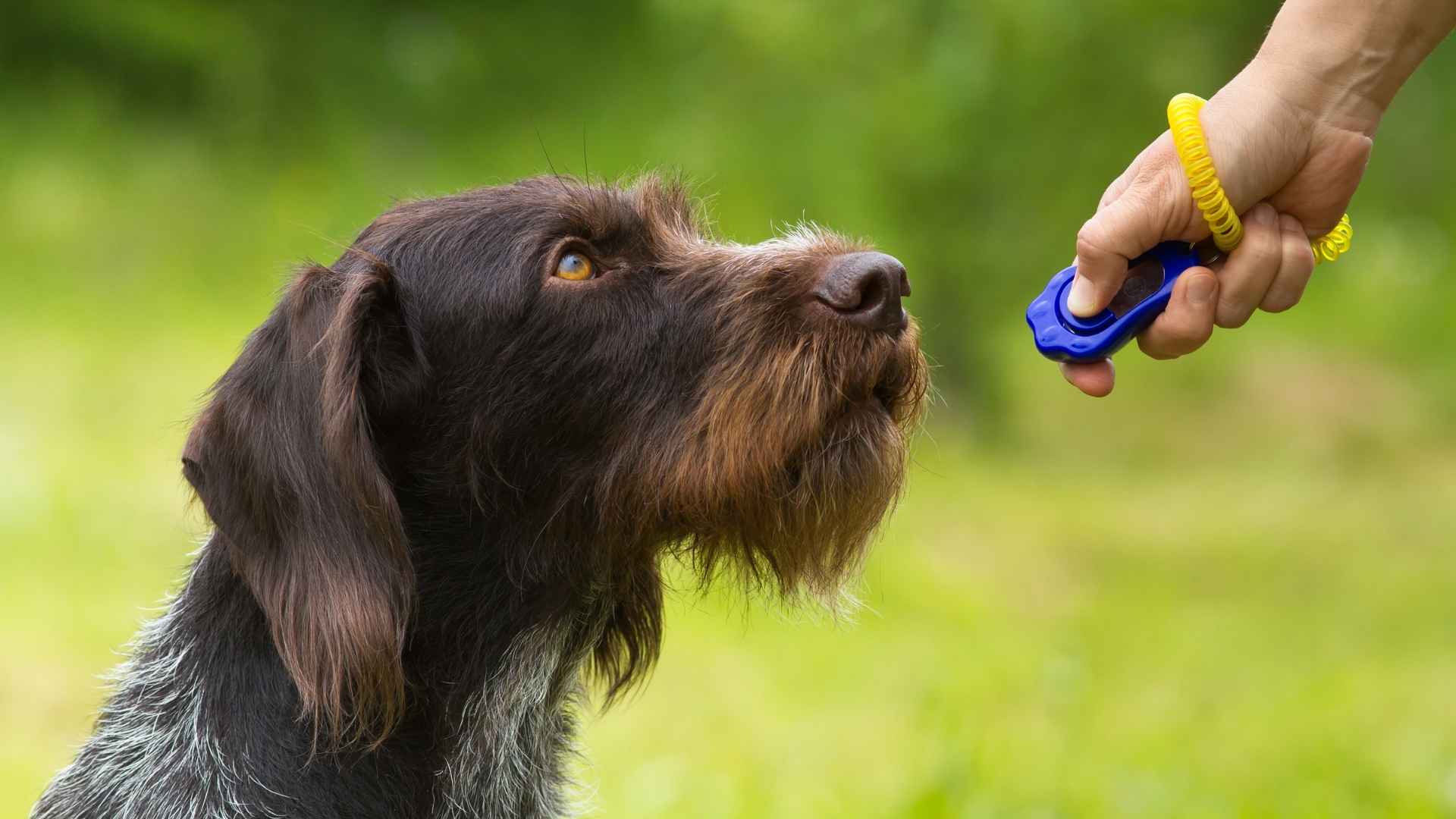 9 Easiest Dog Breeds For Clicker Training: Fast And Agile Learners