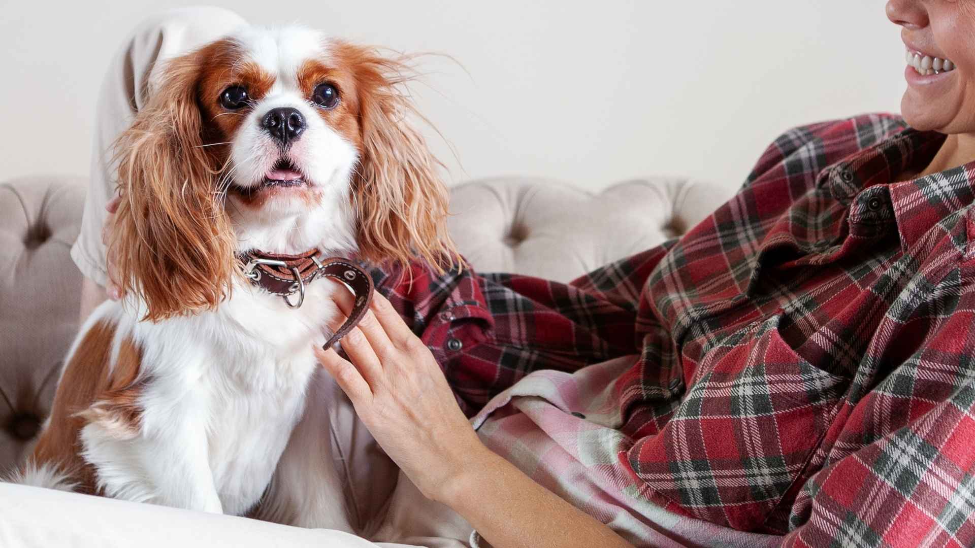 9 Easiest Dog Breeds Suitable For First-Time Owners