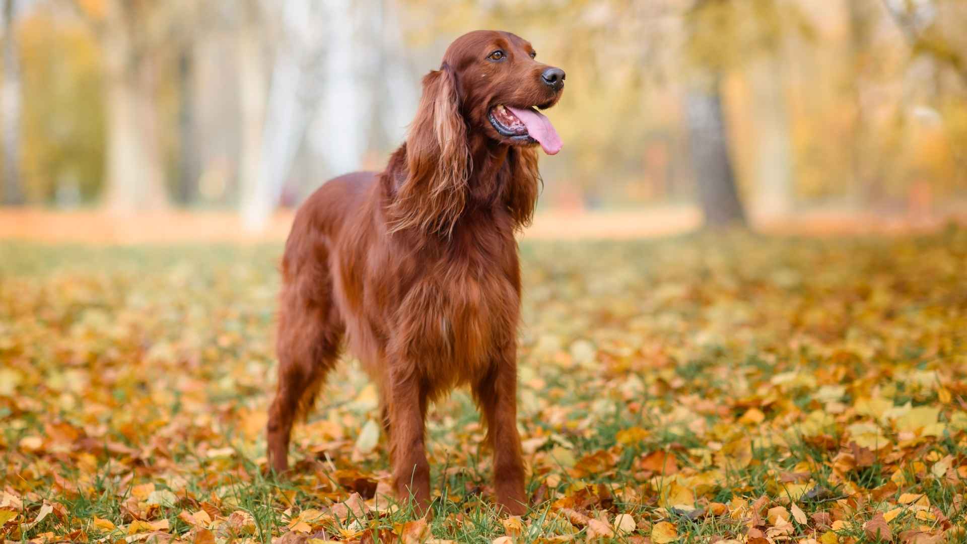 9 Elegant Dog Breeds That Capture Hearts With Their Refined Appearance