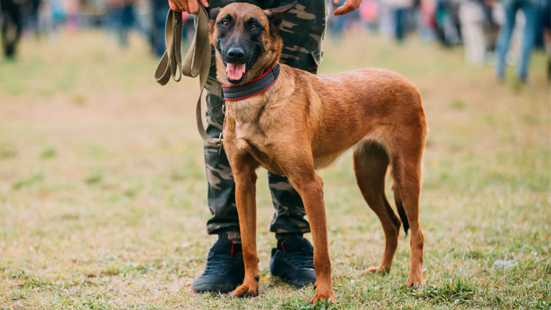 9 Elite Dog Breeds Used In Military Missions and Defense Work