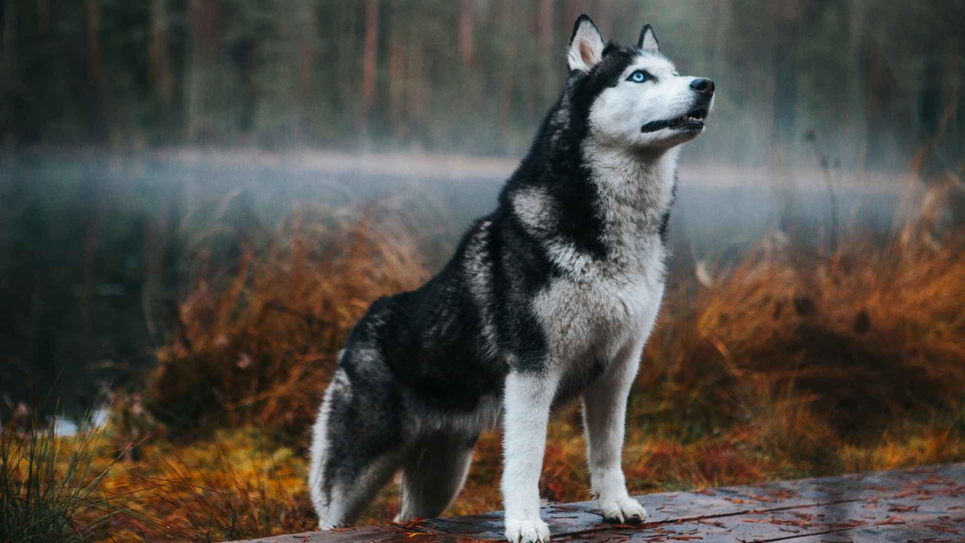 9 Fluffiest Dog Breeds That Love Foggy Winter