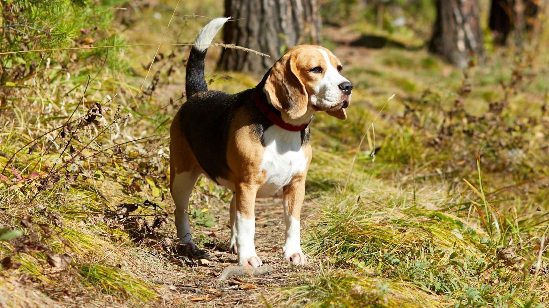 9 Forest Tracking Dog Breeds for Hunters and Hikers