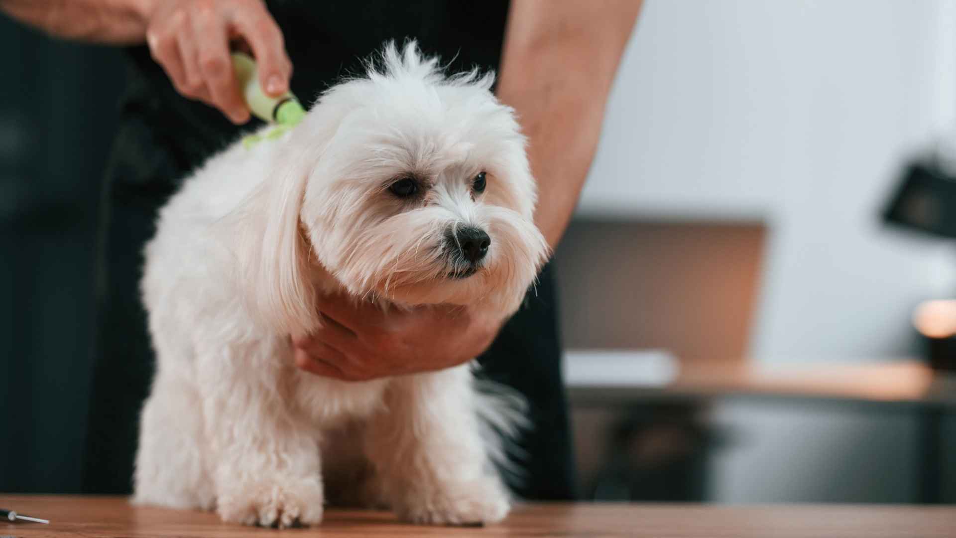 9 Frequent Grooming Dog Breeds That Need Consistent Upkeep