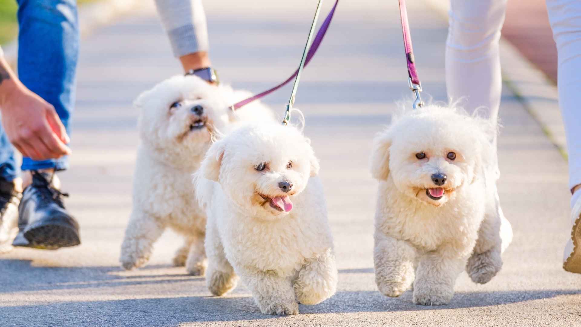 9 Friendly Dog Breeds That Follow Other Dogs on Walks Happily