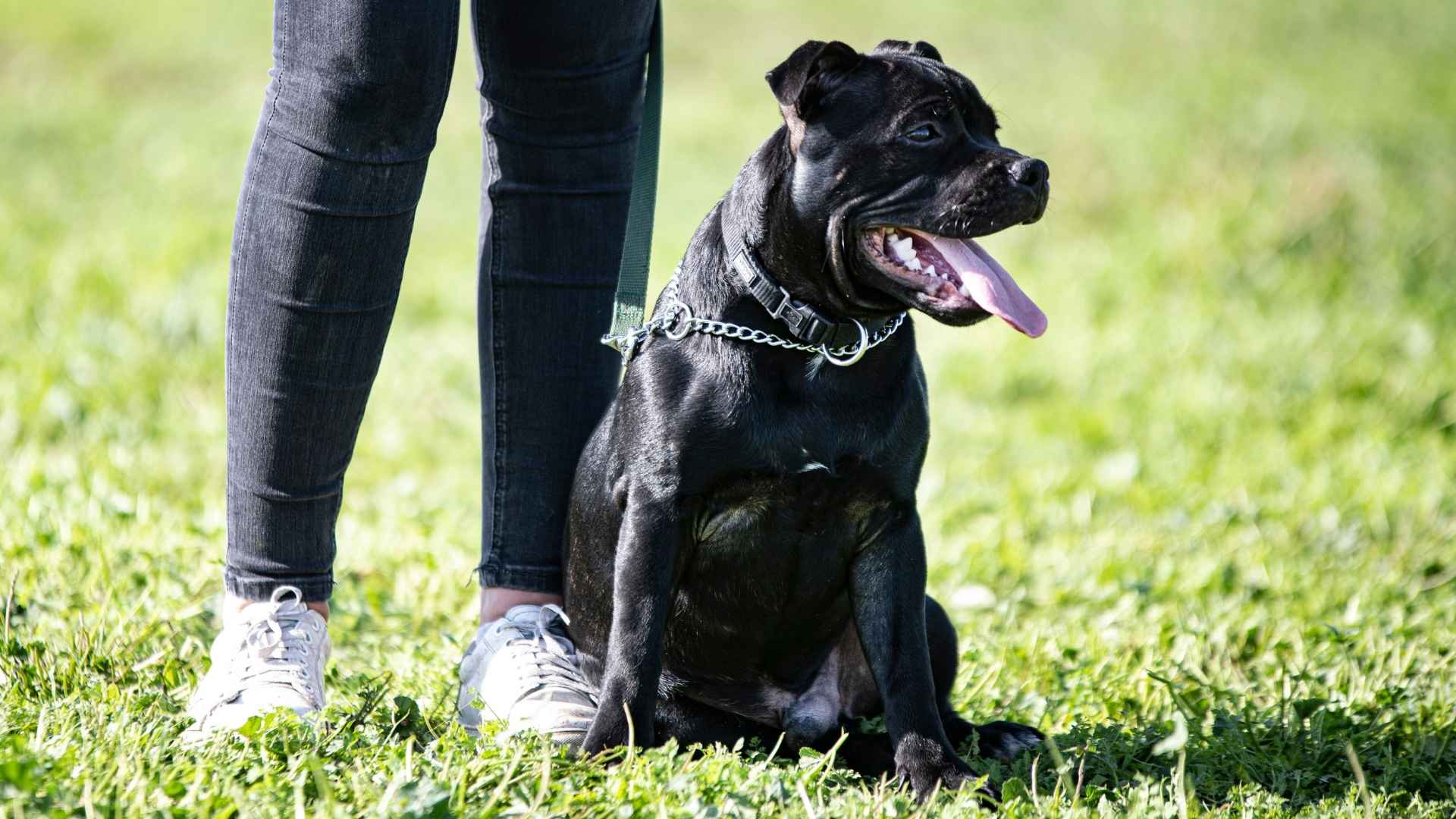 9 Friendly Yet Fearless Dog Breeds That Balance Love and Loyalty