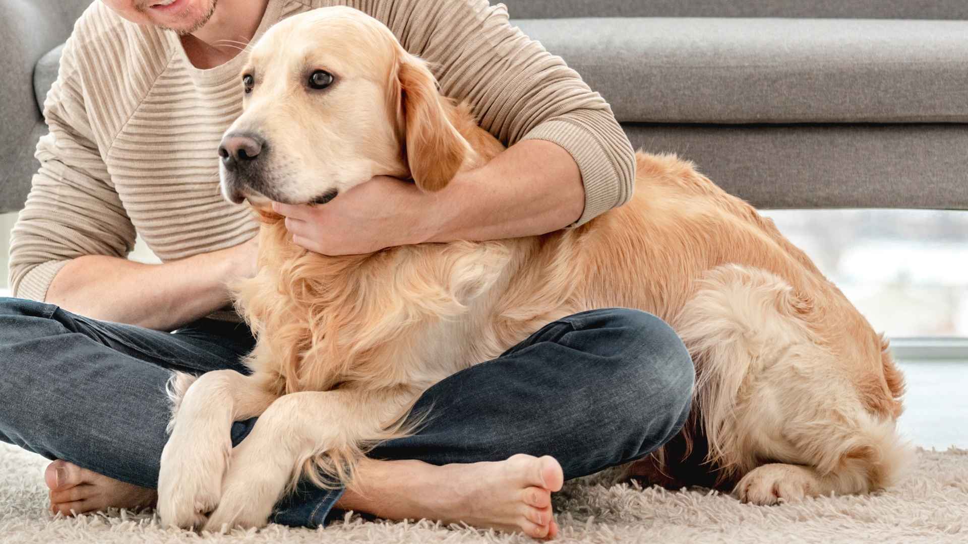 9 Gentle Dog Breeds That Are Perfect For Nervous Owners