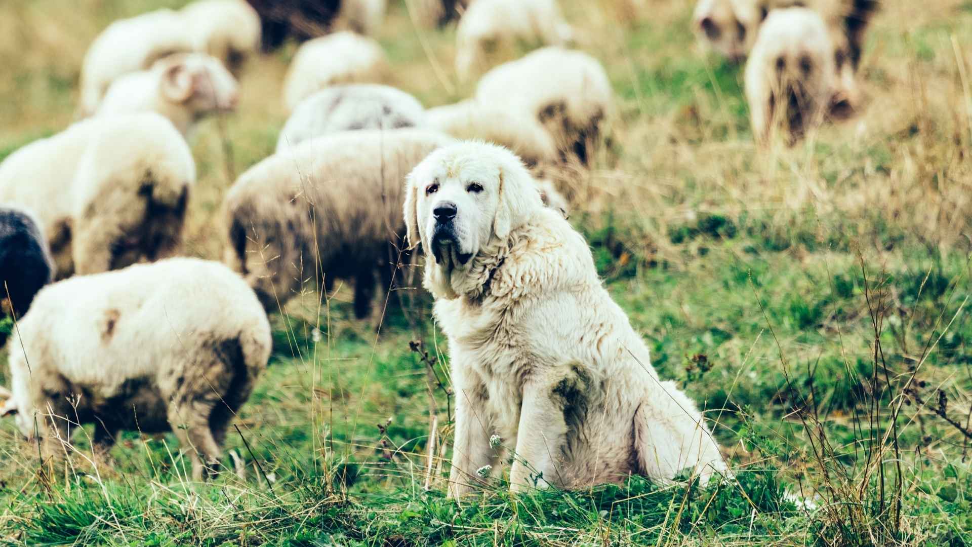 9 Guard Dog Breeds For Farms & Ranches: Territorial Guardians
