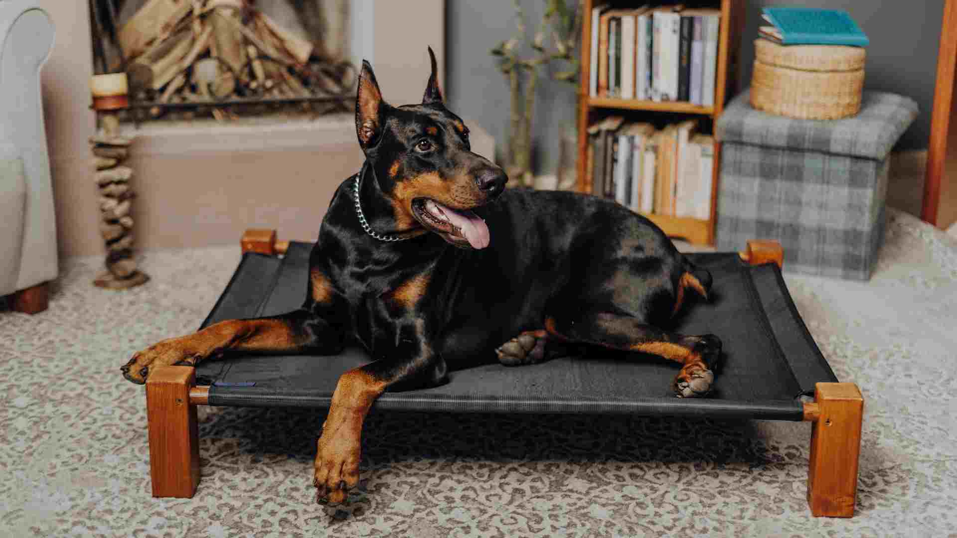 9 Guard Dog Breeds That Do Not Shed for Fur-free Homes