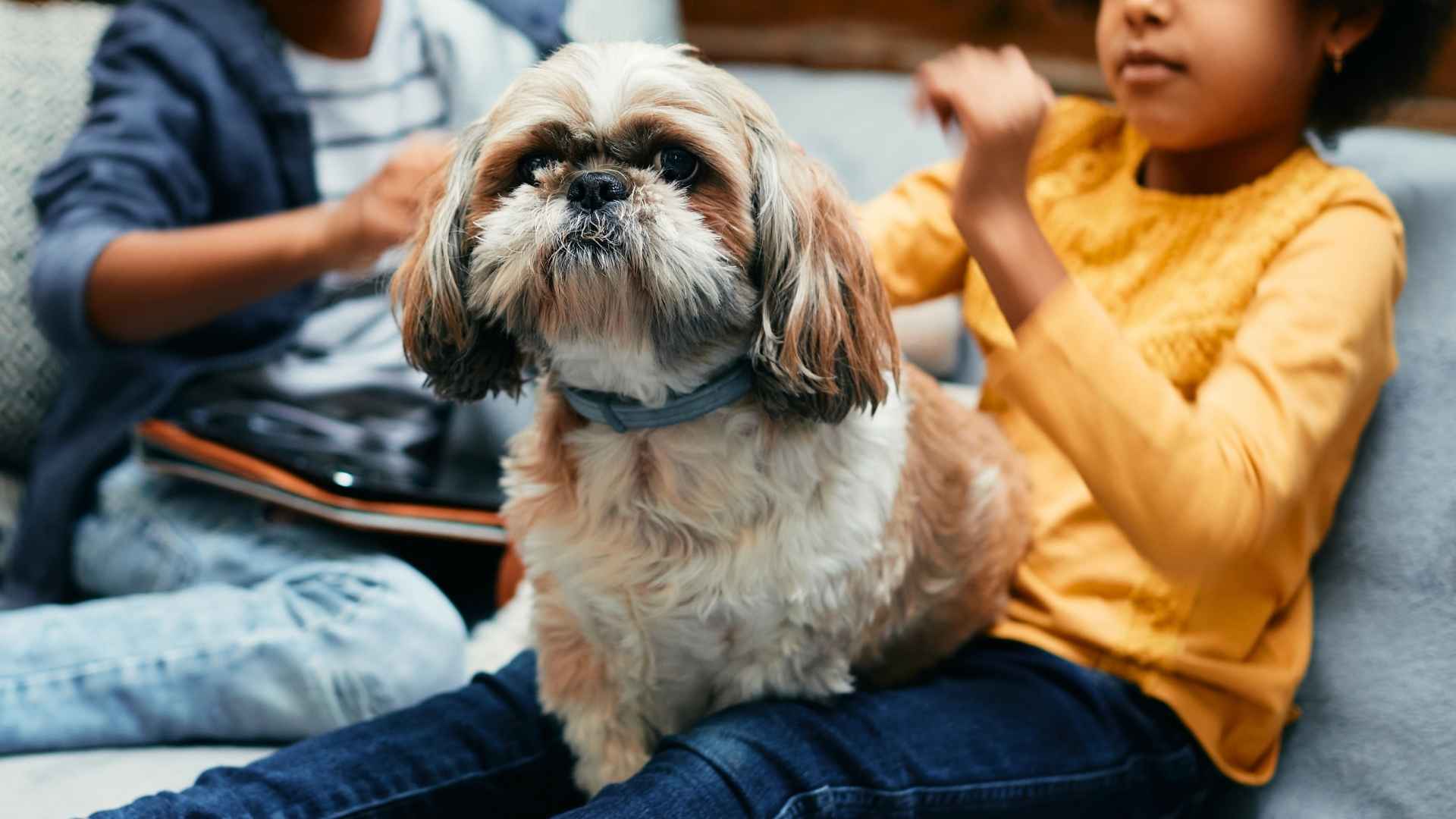 9 Highly Gentle Dog Breeds for Kids That Make Amazing Family Pets