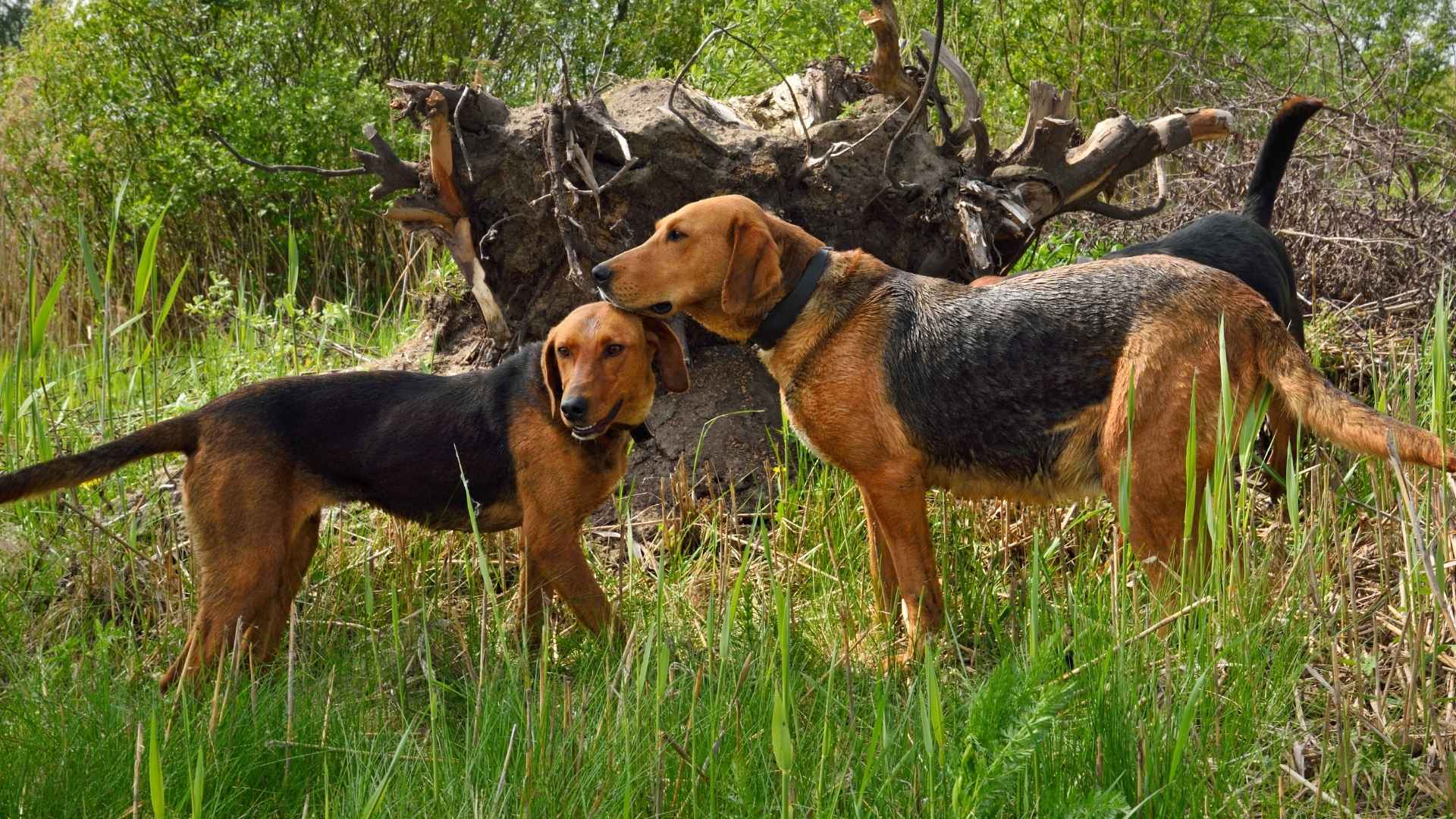 9 Hound Dog Breeds for Hunting Expeditions & Nature Trails