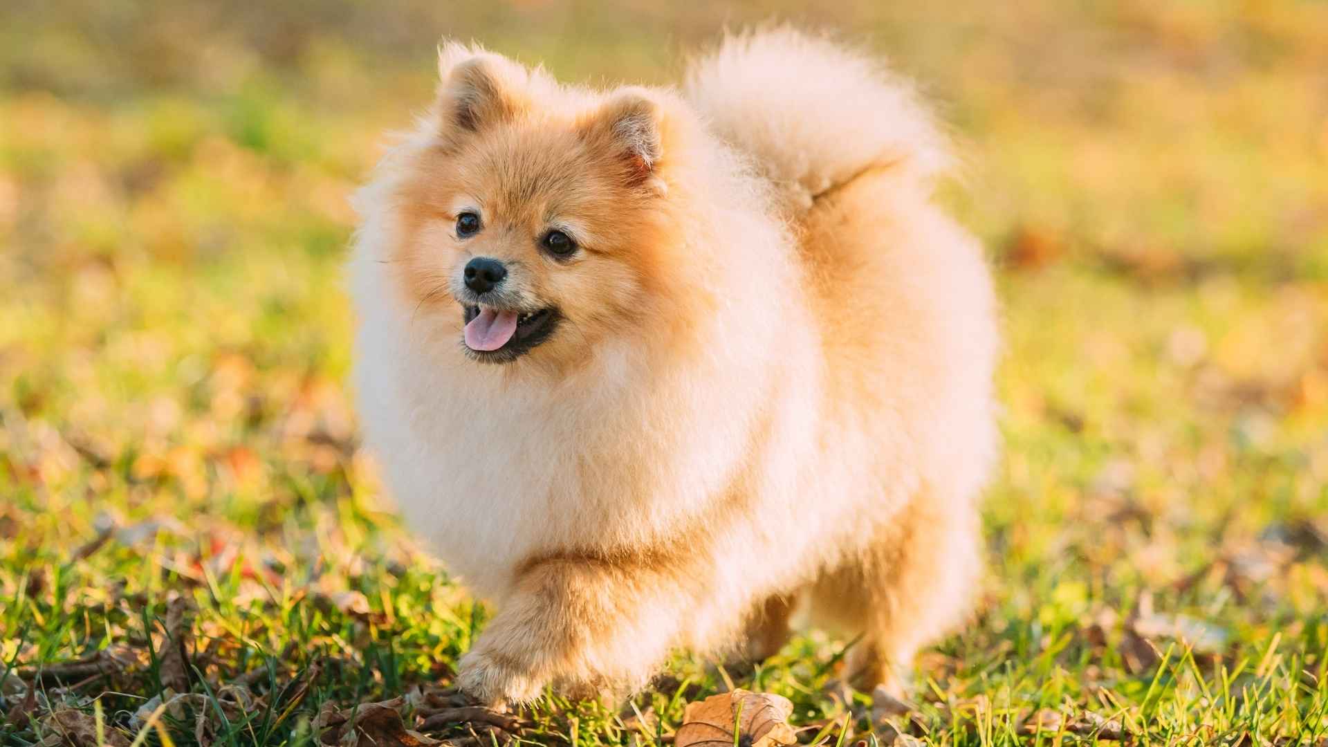 9 Independent Dog Breeds That Don't Mind Being on Their Own