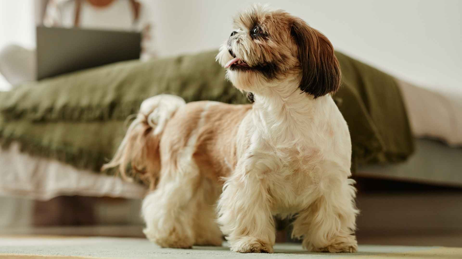 9 Indoor-Only Dog Breeds That Are Happy Staying Home