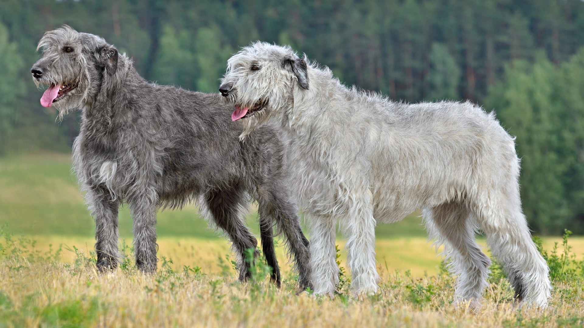 9 Largest Dog Breeds In The World: Majestic Gentle Giants