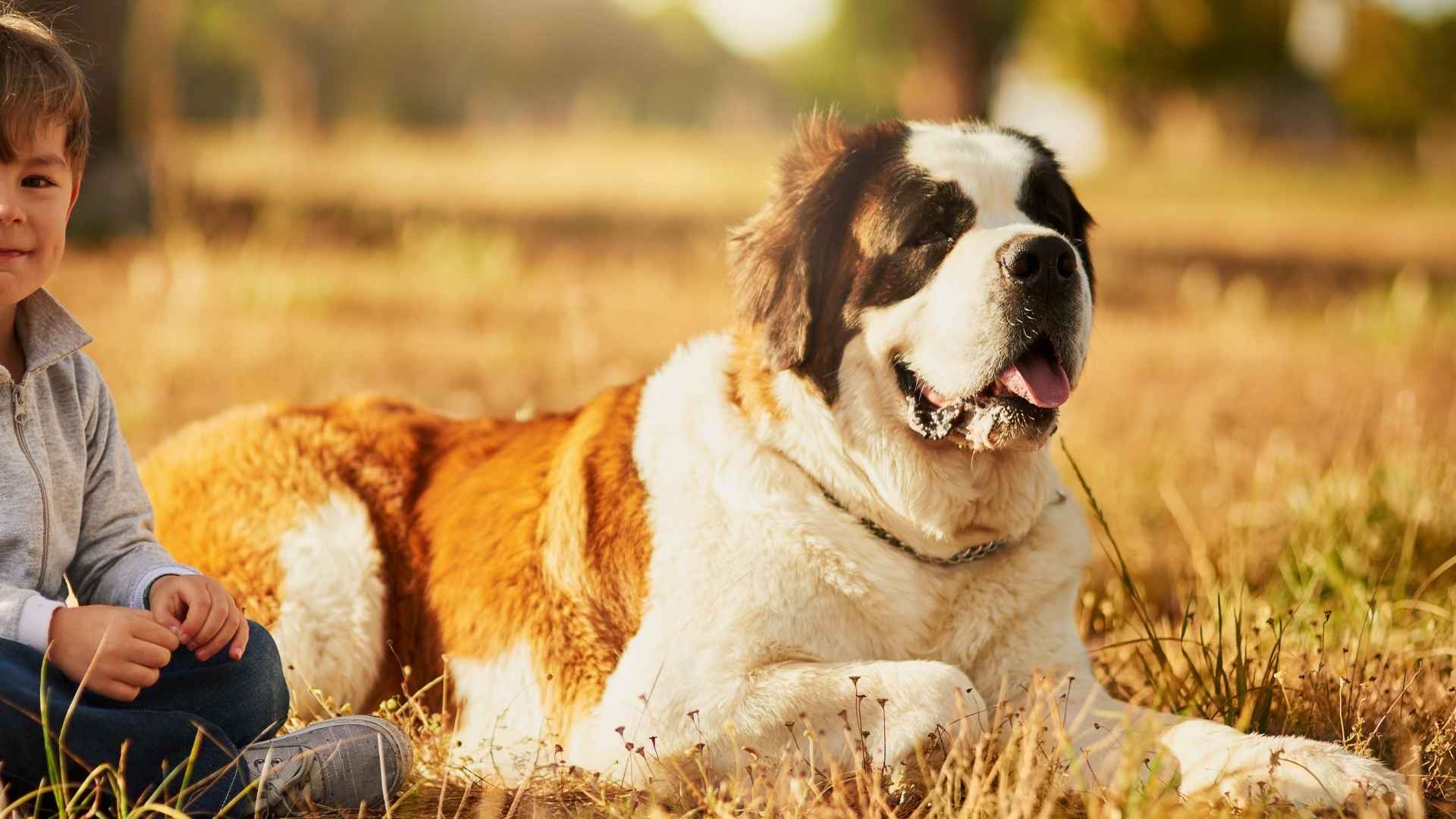 9 Lazy Dog Breeds for Families with Kids: Cuddle Experts