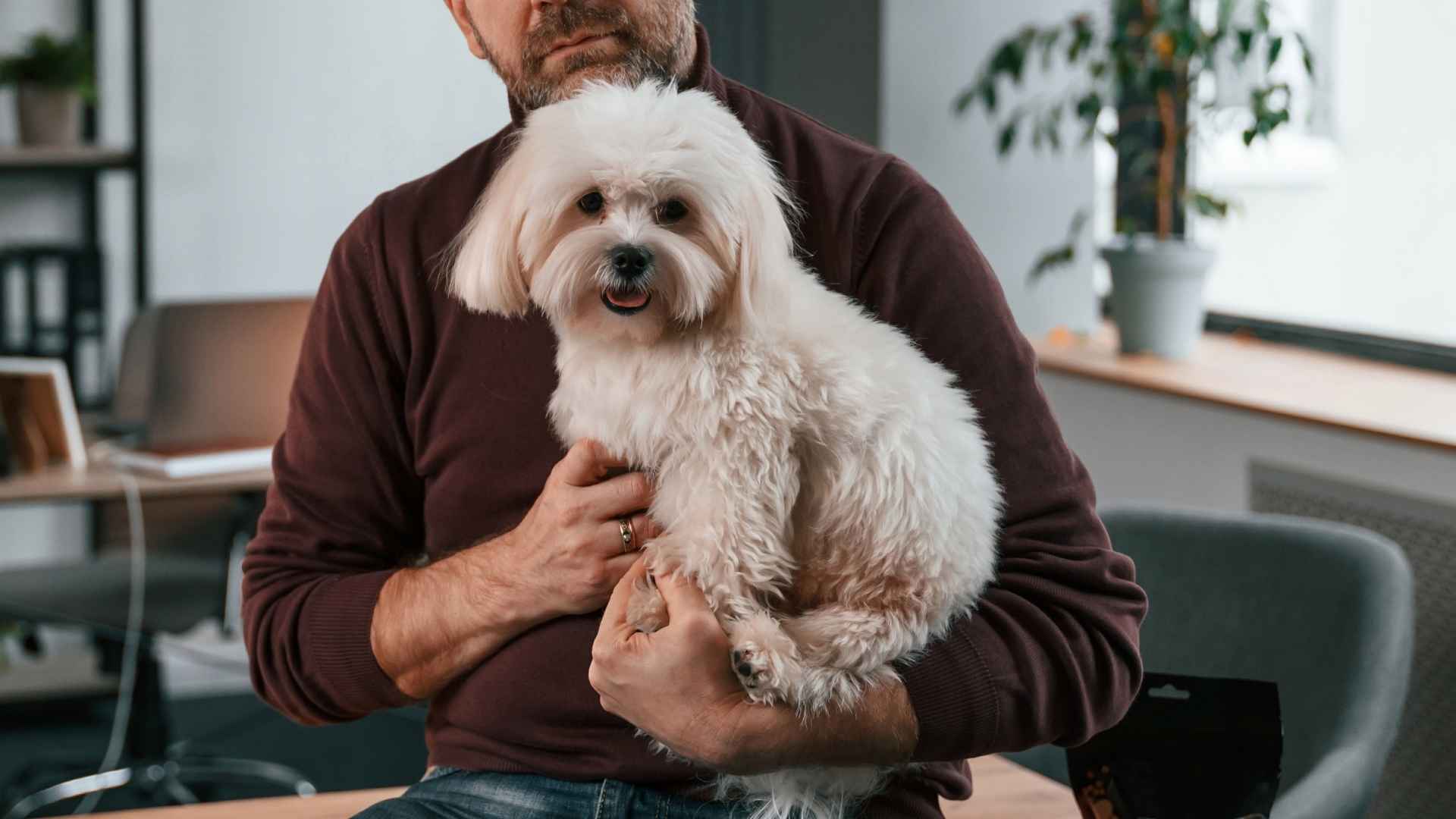 9 Least Demanding Dog Breeds That Fit Into Any Lifestyle