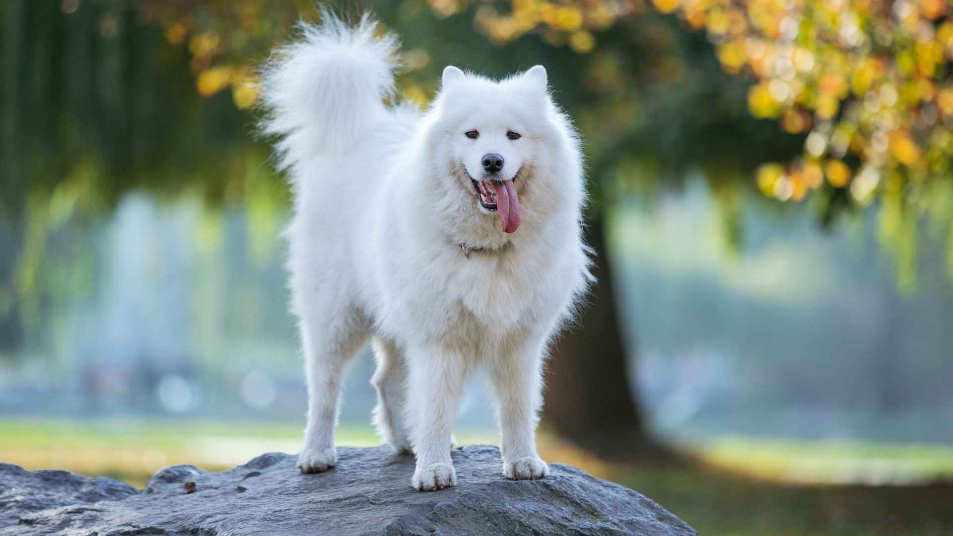 9 Least Drooling Dog Breeds That Are Perfect For a Clean Home