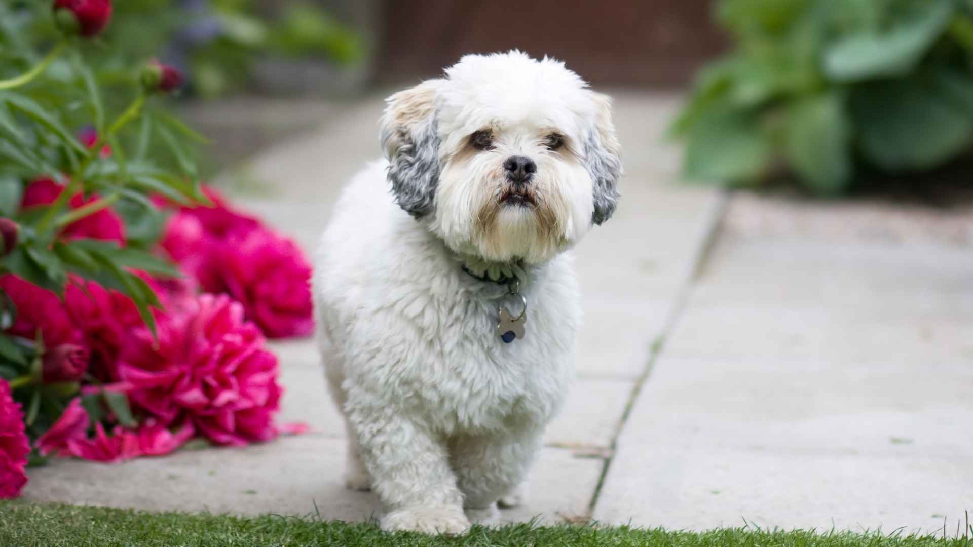 9 Long Lifespan Toy Dog Breeds for a Lasting Bond