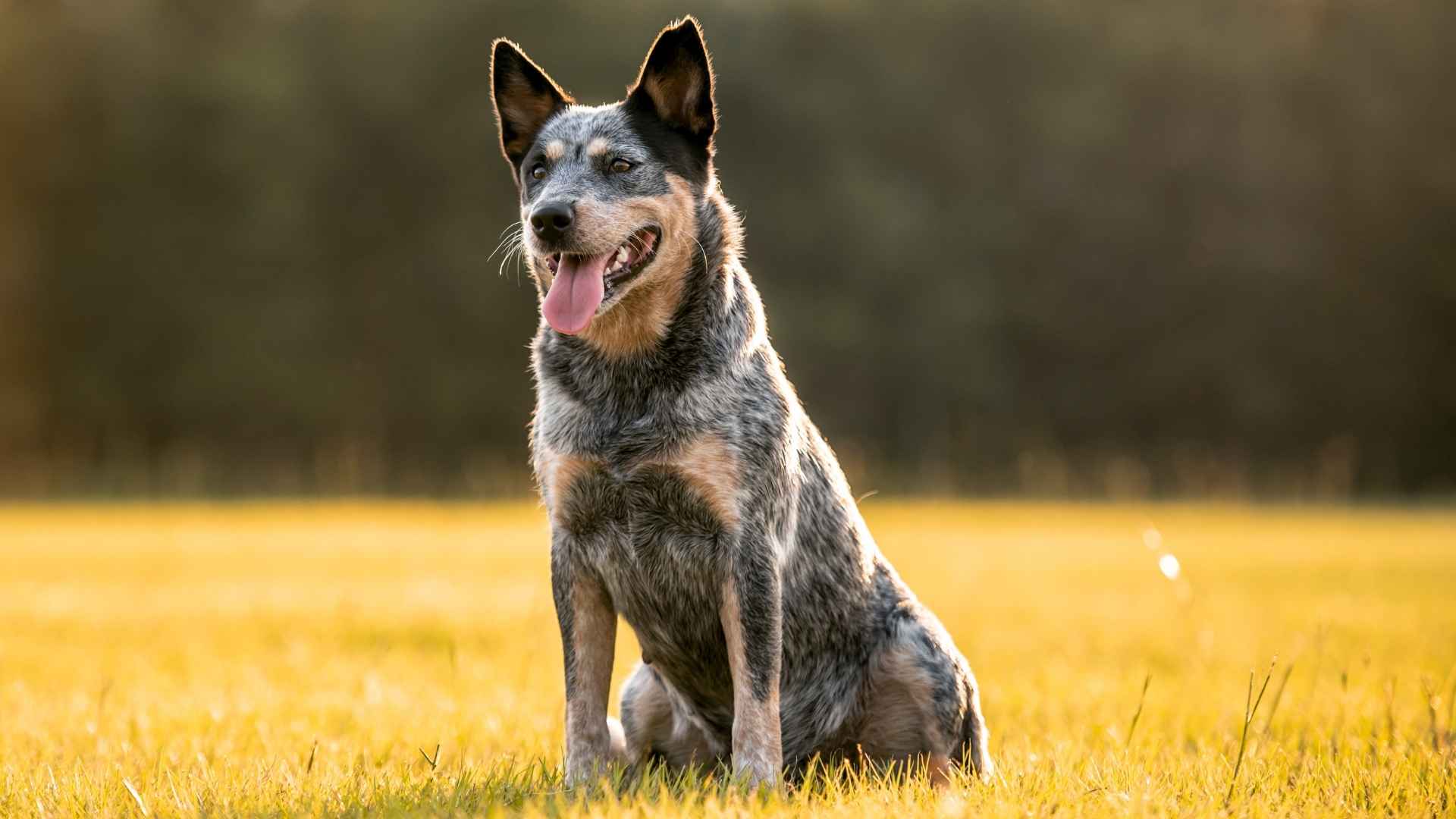 9 Longest Living Dog Breeds That Stay by Your Side for Years