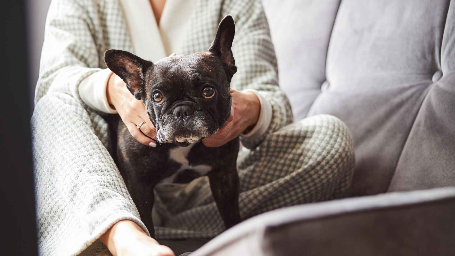 9 Low-Maintenance Dogs For First-Time Owners That Are Easy to Care For