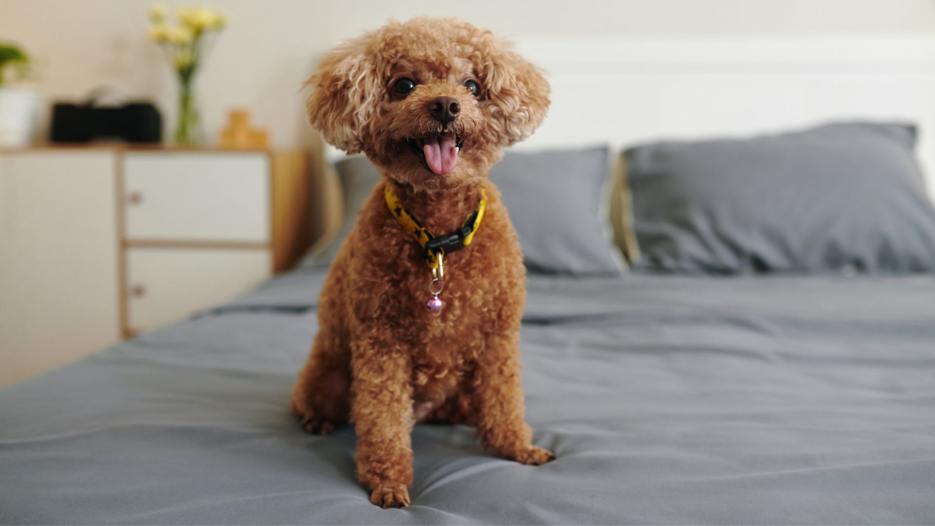 9 Low-Odor Dog Breeds For Apartments: No Stink, No Fuss