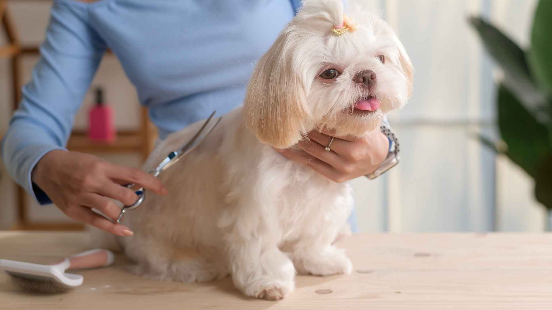 9 Low-Shedding Dog Breeds That Keep Your Home Fur-Free