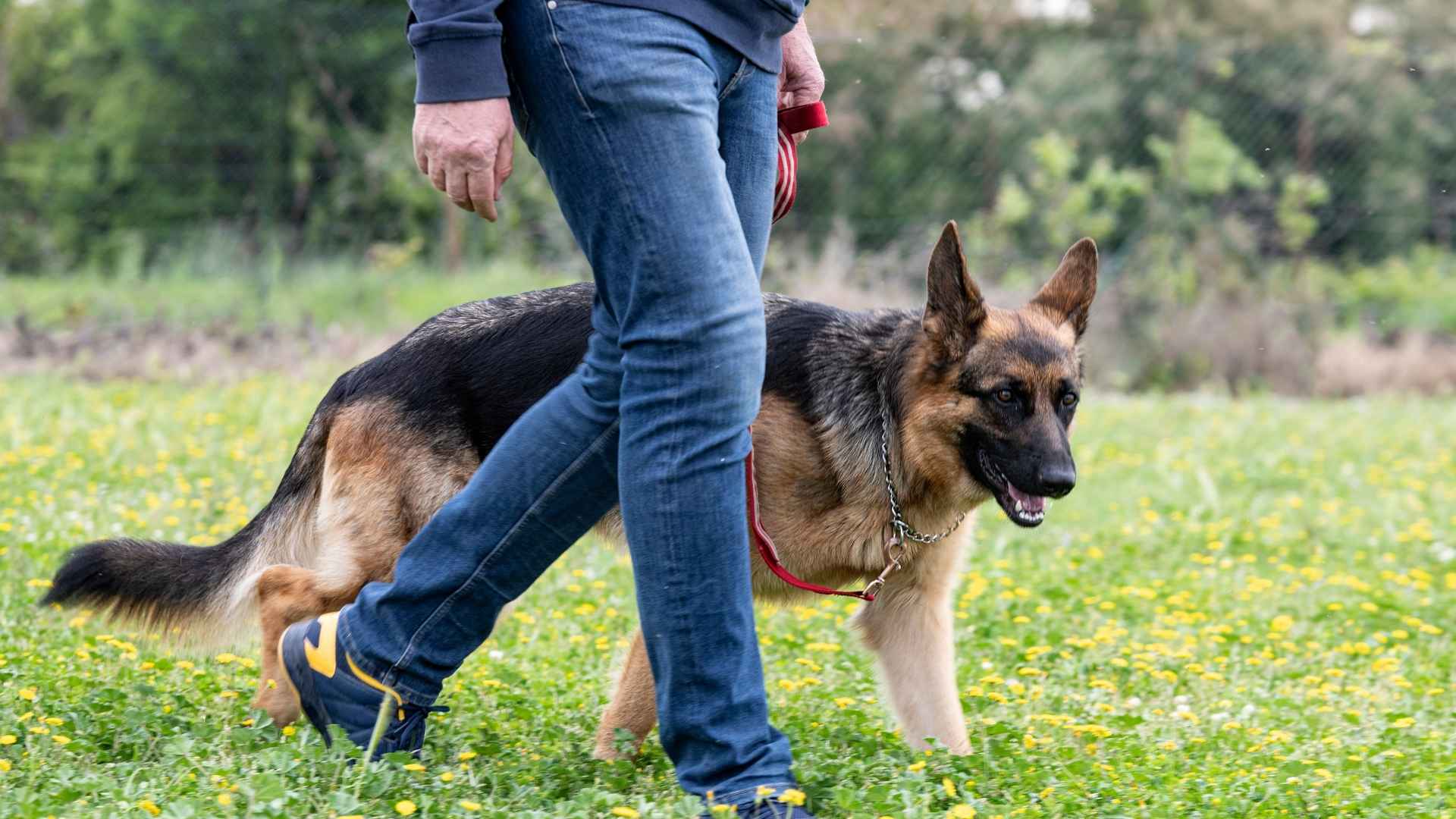 9 Loyal Dog Breeds That Choose One Person