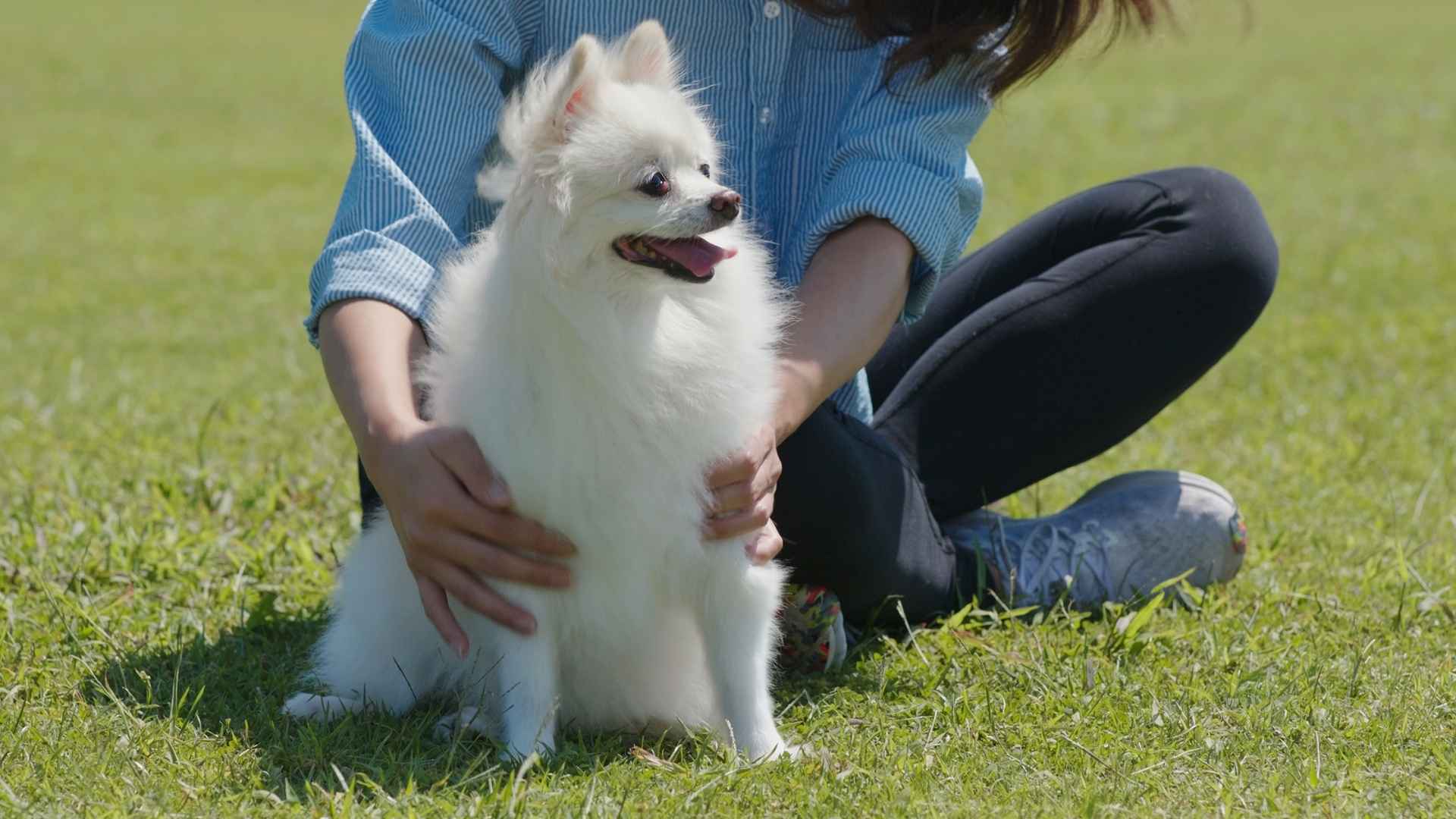 9 Loyal Dog Breeds That Truly Get You