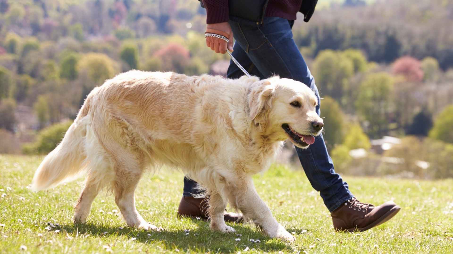9 Loyal Dog Breeds That’ll Never Let You Walk Alone