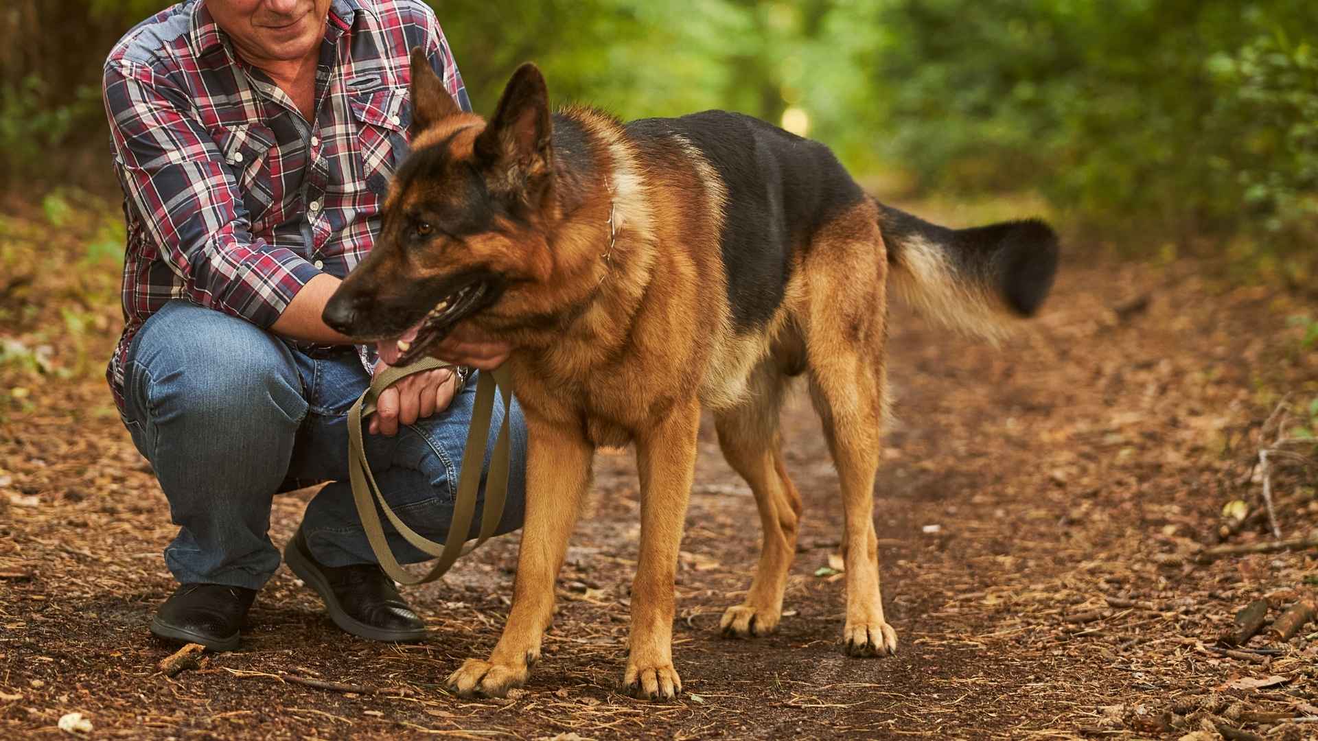 9 Loyal Dog Breeds Who Follow You Everywhere