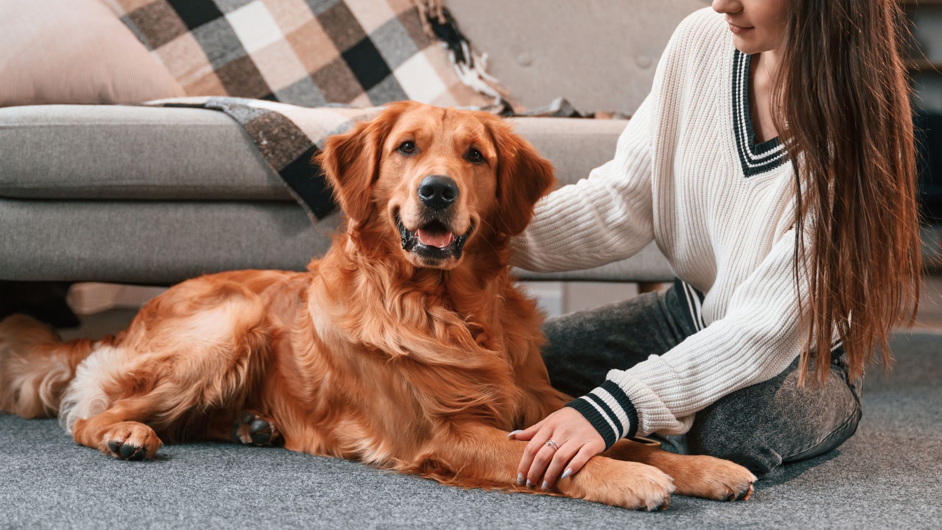 9 Loyal Large Dog Breeds That Will Always Have Your Back