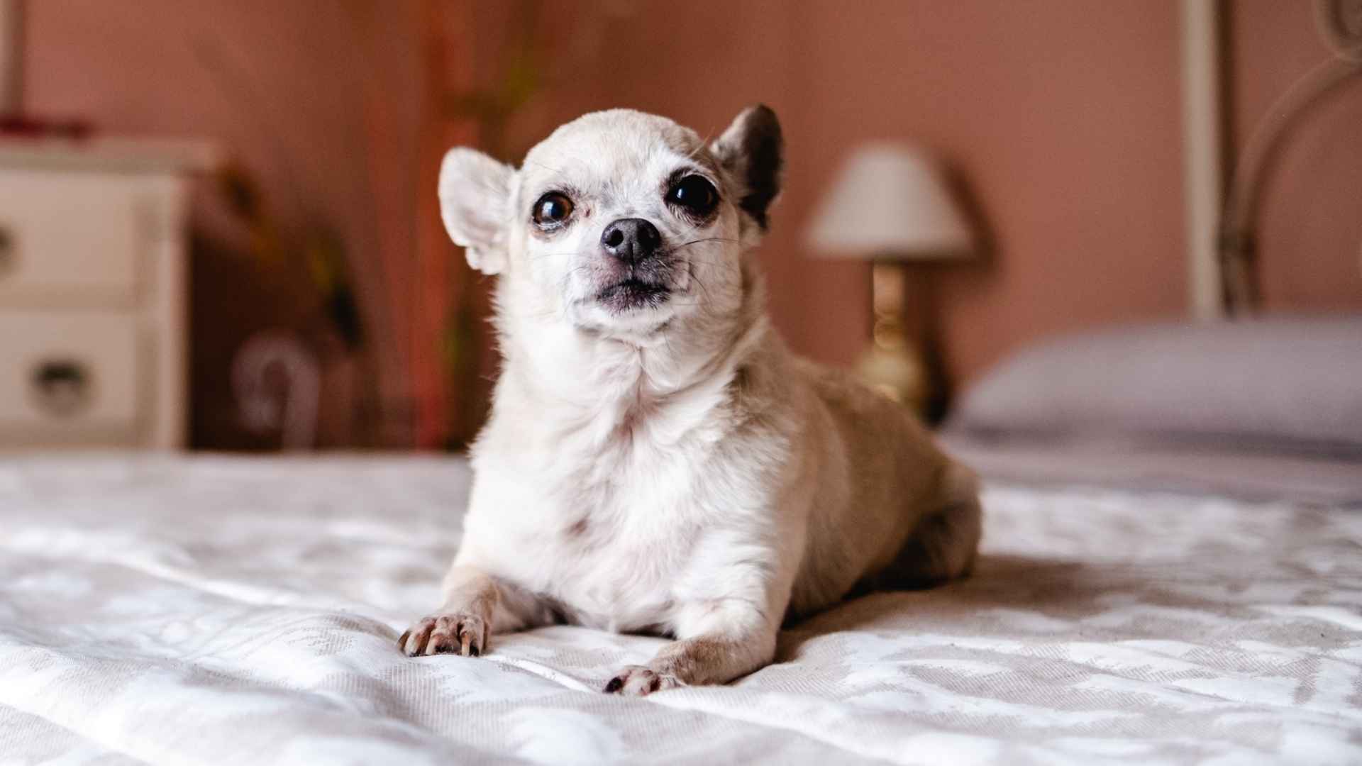 9 Maintenance-Free Dog Breeds That Practically Care for Themselves (Almost!)