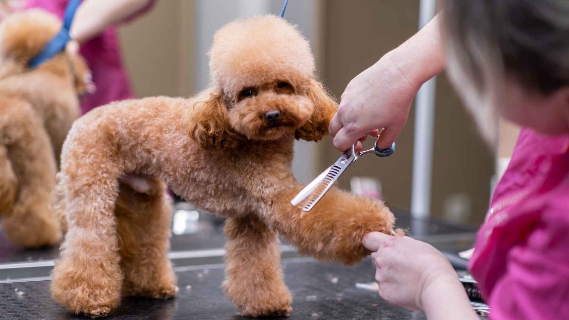 9 Minimal Shedding Dog Breeds That Won’t Cover Your House in Fur