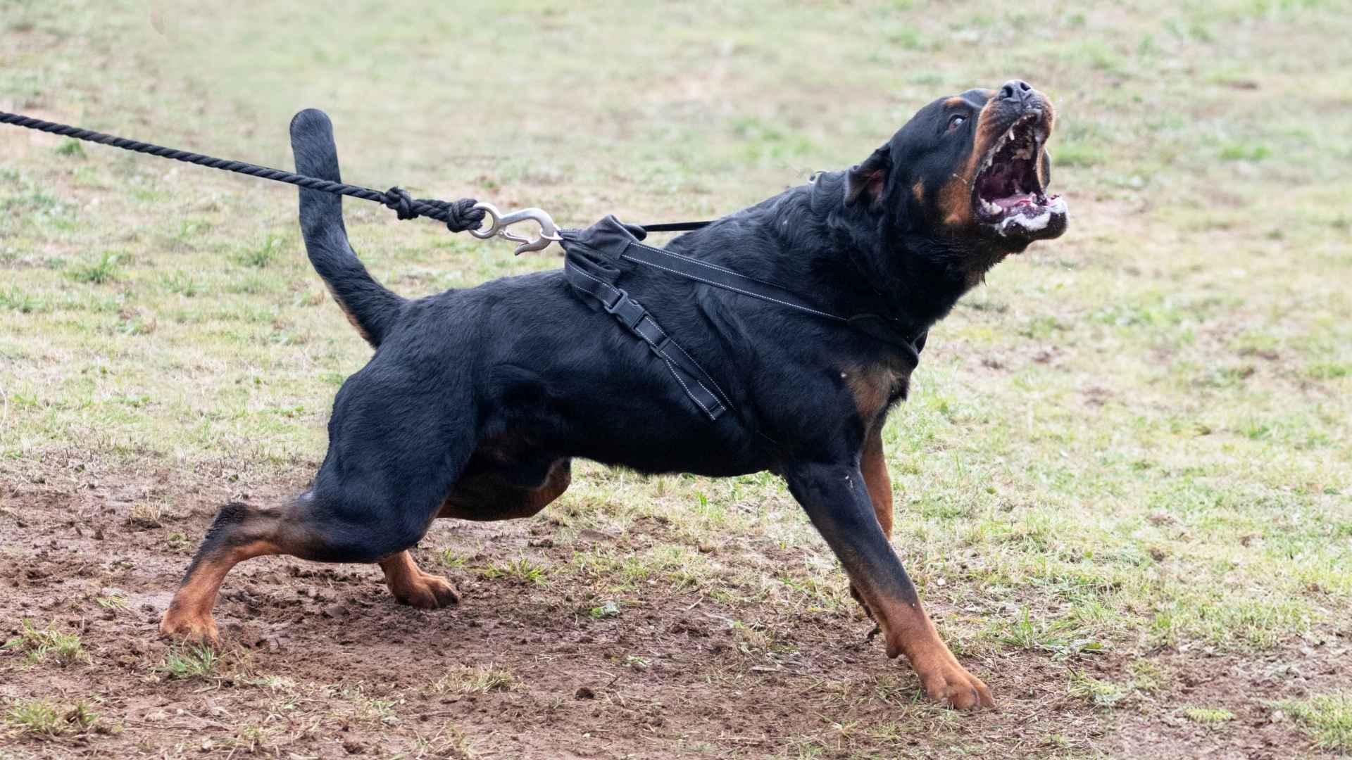 9 Most Angry Dog Breeds That Need Experienced Owners