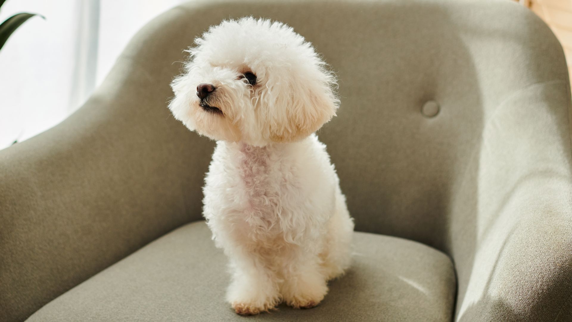 9 Most Calm Toy Dog Breeds That Love to Chill