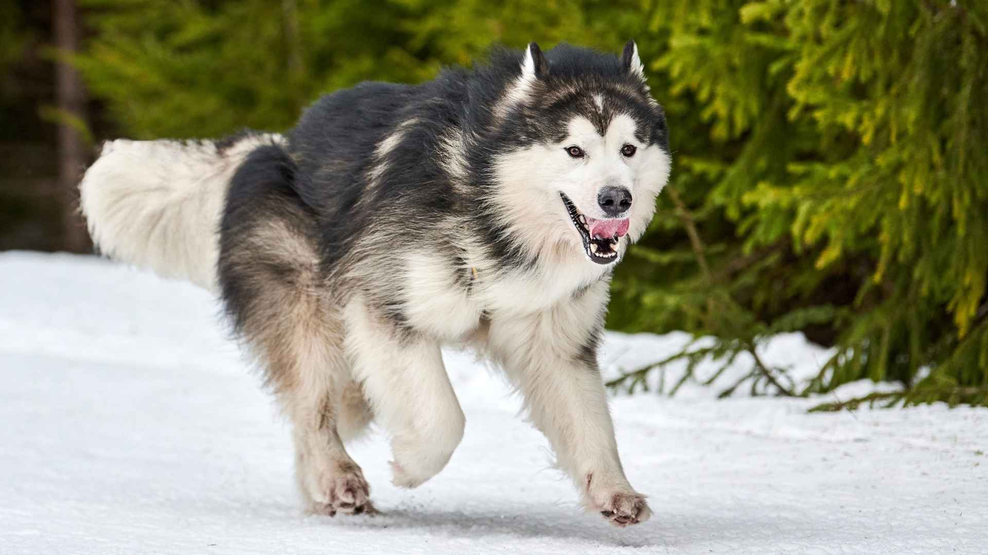 9 Most Determined Dog Breeds Known for Their Persistence