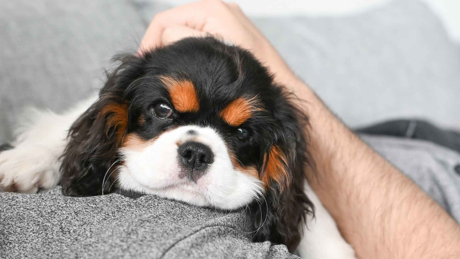9 Most Devoted Dog Breeds That Will Never Let You Feel Alone